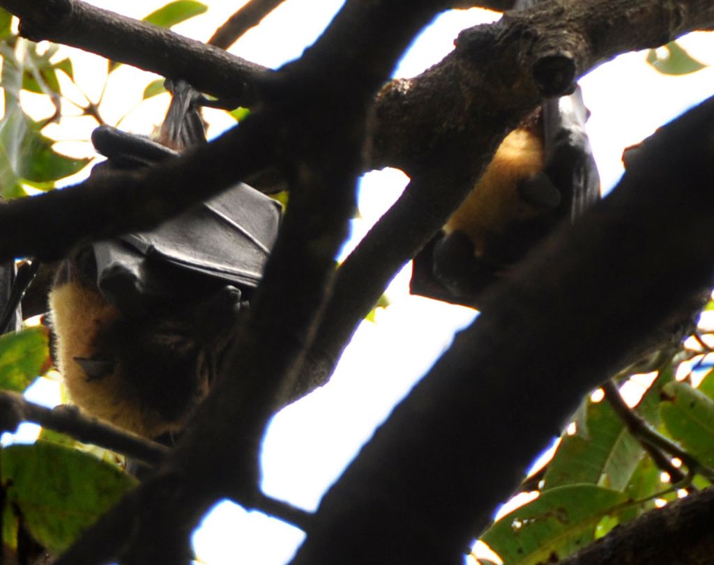 DSC_1860flyingFox