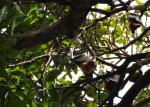 DSC_1862flyingFoxes