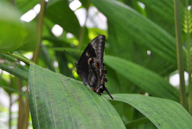 DSC_2115butterfly