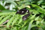 DSC_2119butterflys