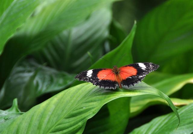 DSC_2121butterfly