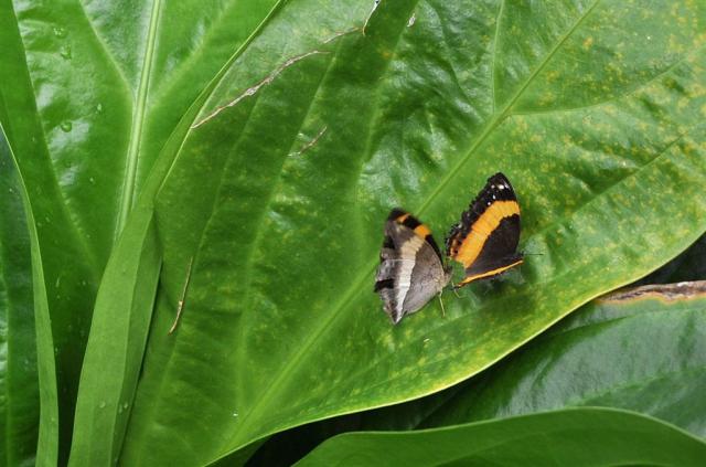 DSC_2122butterflys