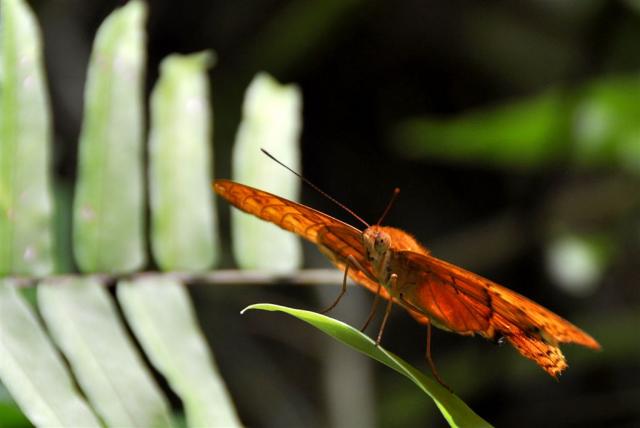 DSC_2132butterfly_b