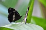 DSC_2137butterflys_a