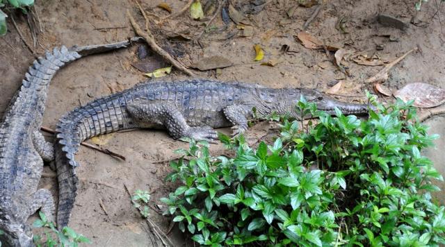 DSC_2149gator