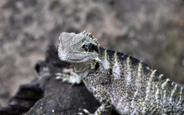 DSC_2158lizard