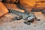 DSC_2159frilledLizard