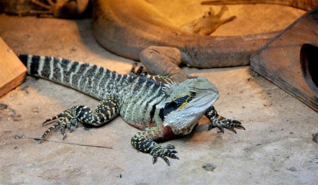 DSC_2160frilledLizard