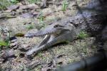 DSC_2167gatorMouth