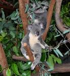 DSC_2168koalaLookOverThere