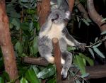 DSC_2169koalaNose