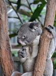 DSC_2180koalaThinking