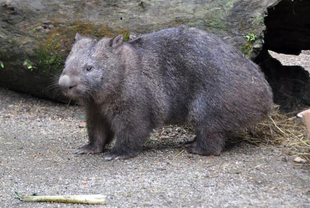 DSC_2184wombat_2-3rds