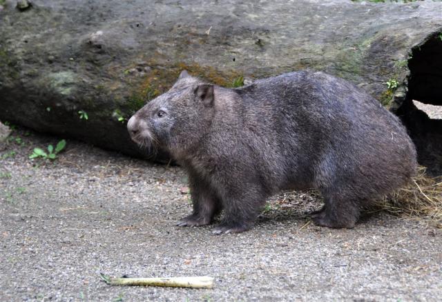 DSC_2185wombatProfile