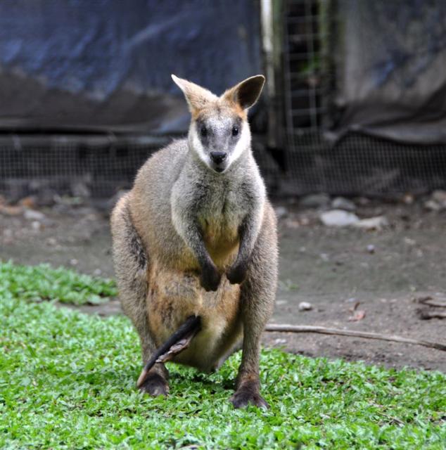 DSC_2202wallabyAndInvader