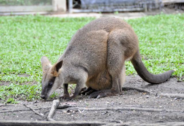 DSC_2211wallabyAndInvader