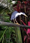 DSC_2240heron