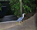 DSC_2242heron