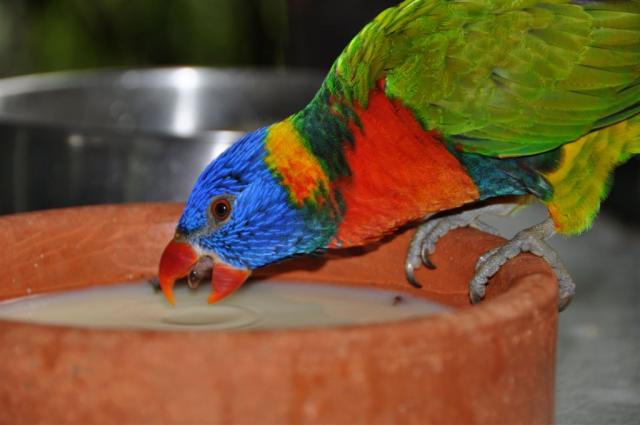 DSC_2247birdDrinking