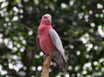 DSC_2248pinkBird