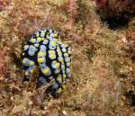 P6010037nudi_multiCLrBumps