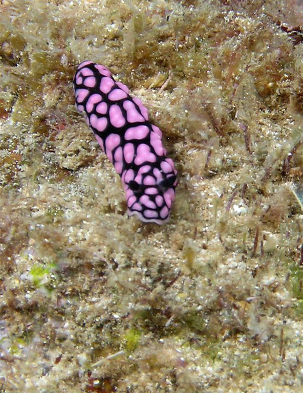 P6010014nudiPurplBmp