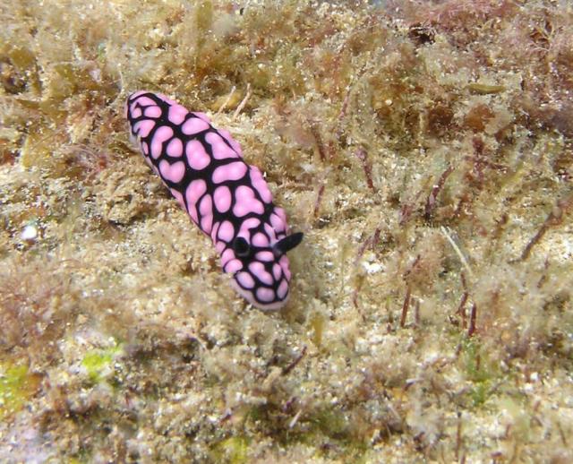 P6010015nudiPurplBmp