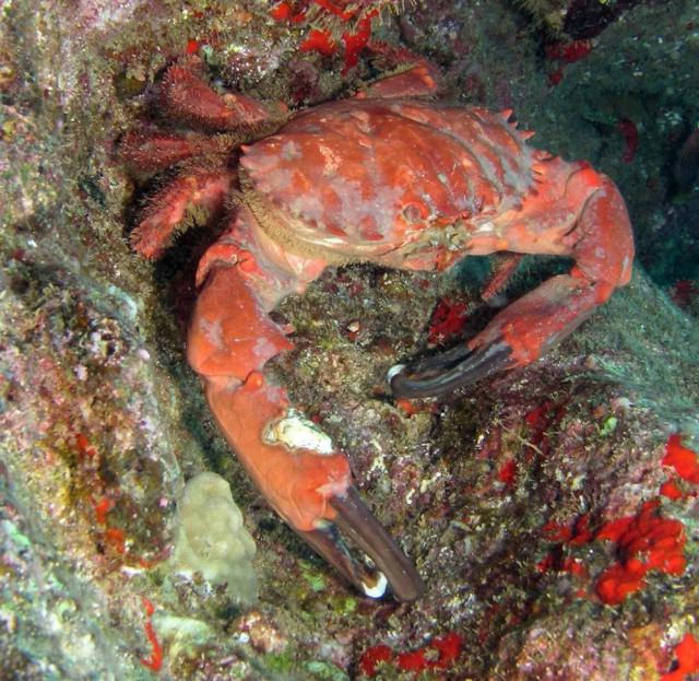 P6070069rockCrab