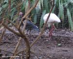 africanSacredIbisAndSpoonbill