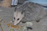 opossum