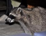 raccoon smiling