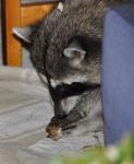 raccoon  eating