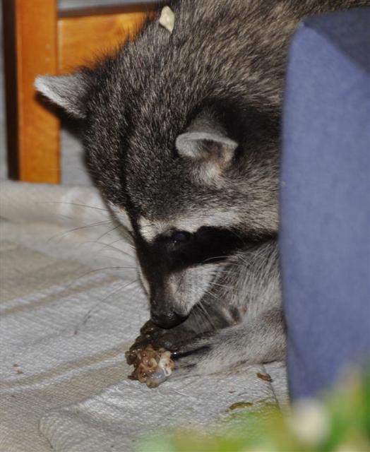 raccoon  eating