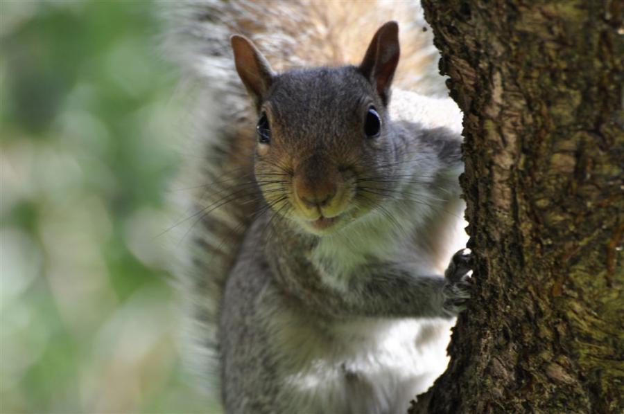 DSC_5648squirrelPose