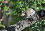 DSC_5759squirrelTOngue