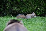 DSC_5846cudaAndSquirrel