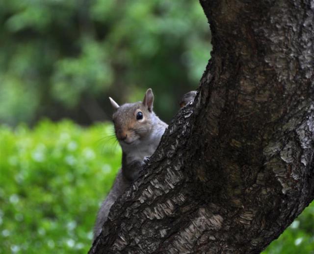 DSC_5856squirrel