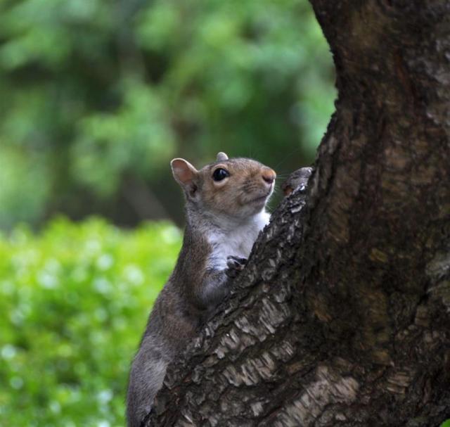 DSC_5860squirrel