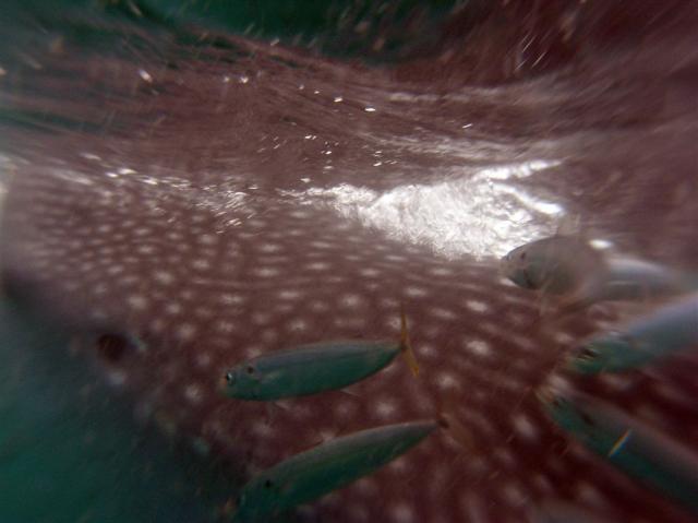 P9090188whaleShark