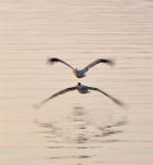 DSC_7050pelicans