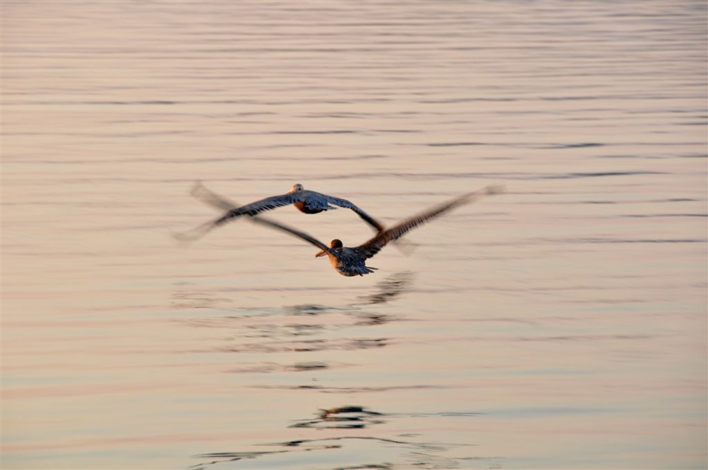 DSC_7048pelicans_adj