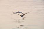 DSC_7048pelicans