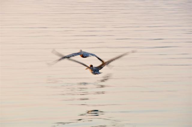 DSC_7048pelicans