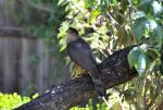 DSC_8021Cooper's-Hawk