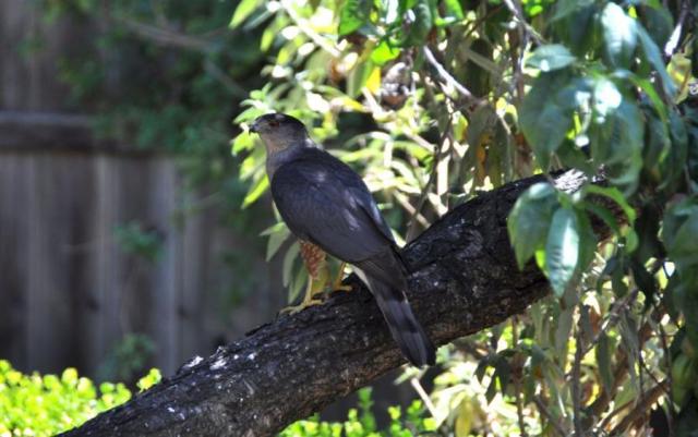 DSC_8019Cooper's-Hawk