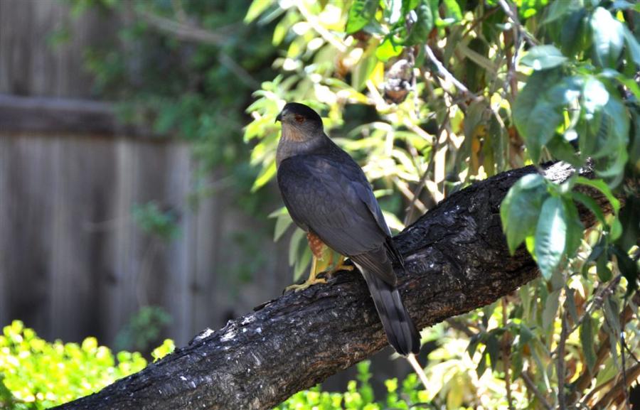 DSC_8020Cooper's-Hawk