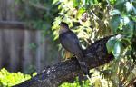 DSC_8020Cooper's-Hawk