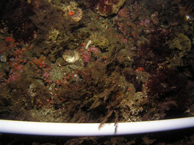 P8260018_quad_nudiAnemoneEtc