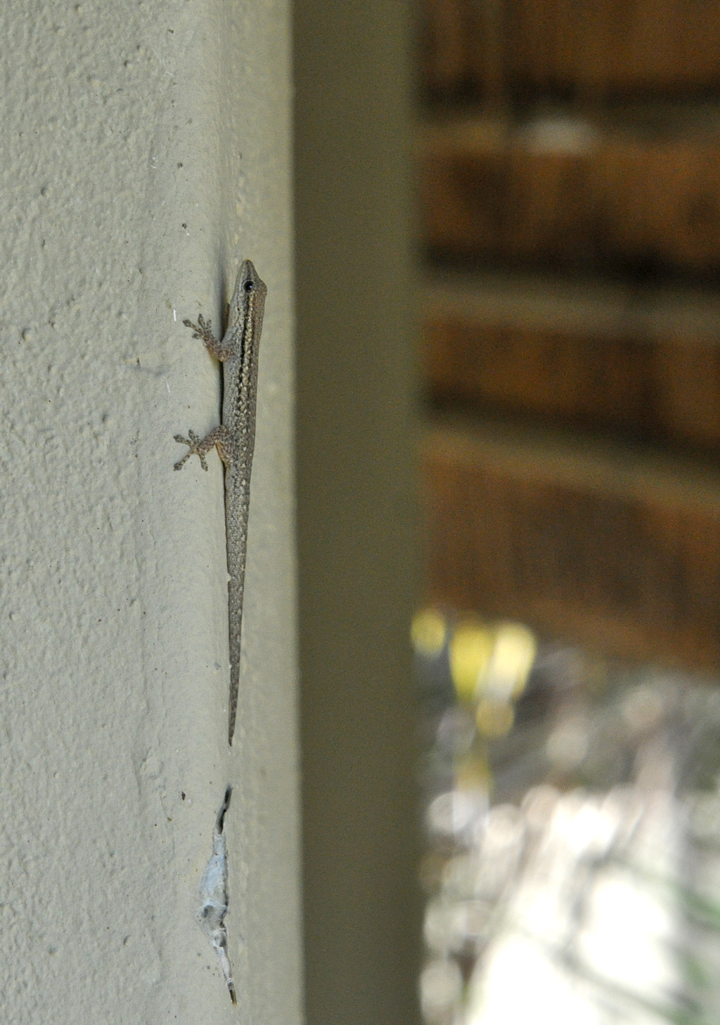 DSC_9792_lizard.jpg