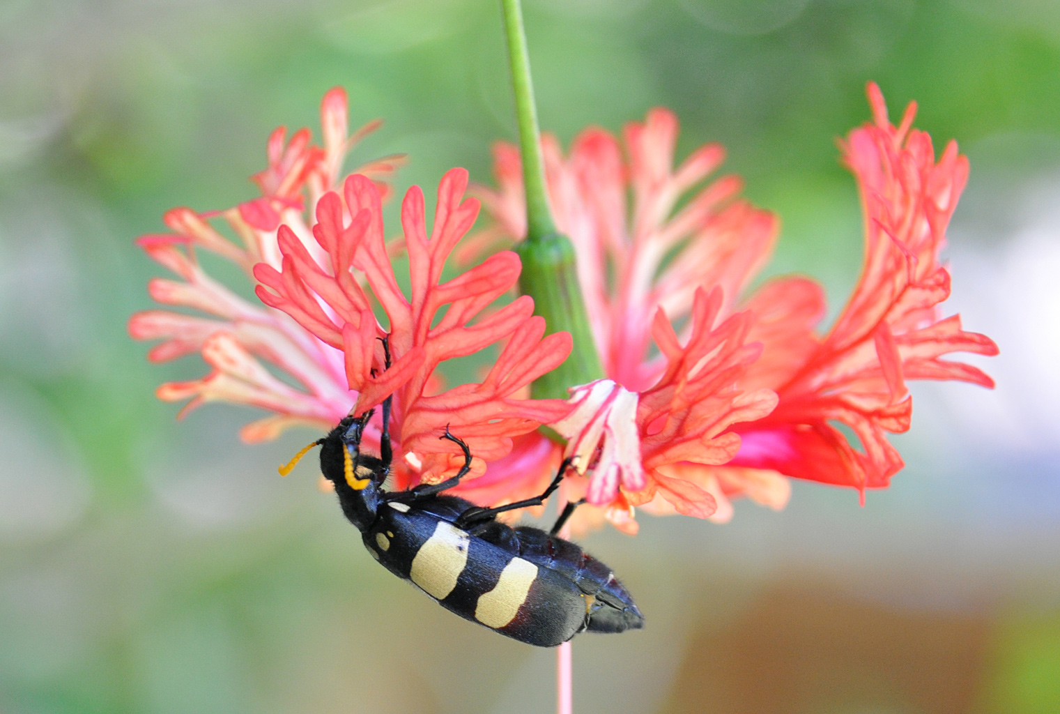 DSC_9778_beetle.jpg